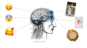 Visual representation of convolutions of the brain